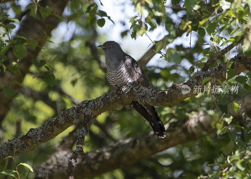 雄性杜鹃(Cuculus canorus)